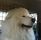 sunnysamoyed
